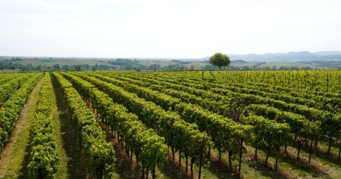 StoqueMarket - Comment intégrer les vins natures à la carte de son restaurant ?